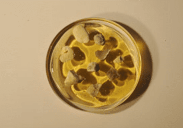 Új fejlesztésű aszfaltminta Petri-csészében